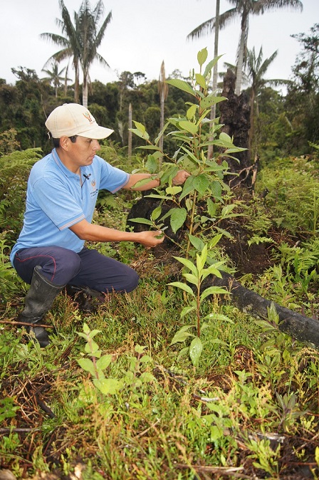  REFORESTAN 40 HECTÁREAS DE BOSQUES EN LA REGIÓN AMAZONAS 