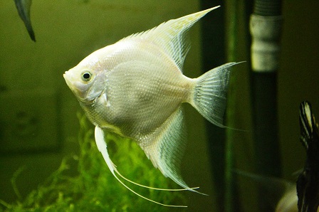 IIAP INVESTIGA EN DIETAS COMERCIALES PARA PECES ORNAMENTALES DE LA SELVA